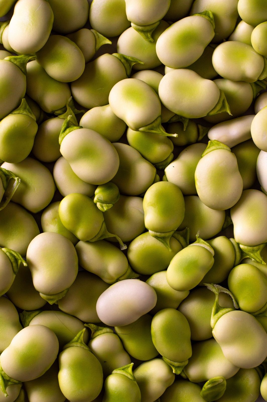 Shelled lima beans